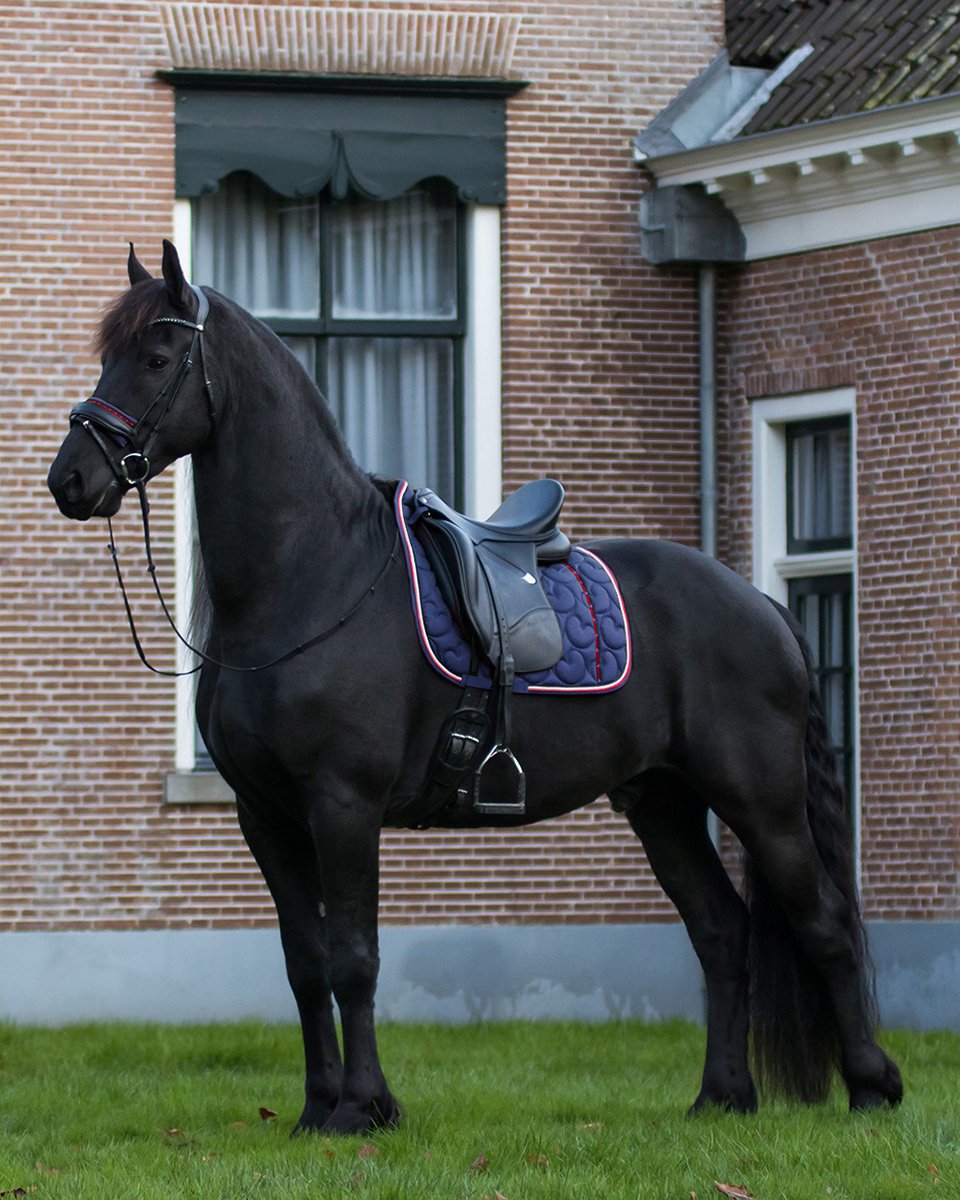 QHP Zadeldek Q Friesian