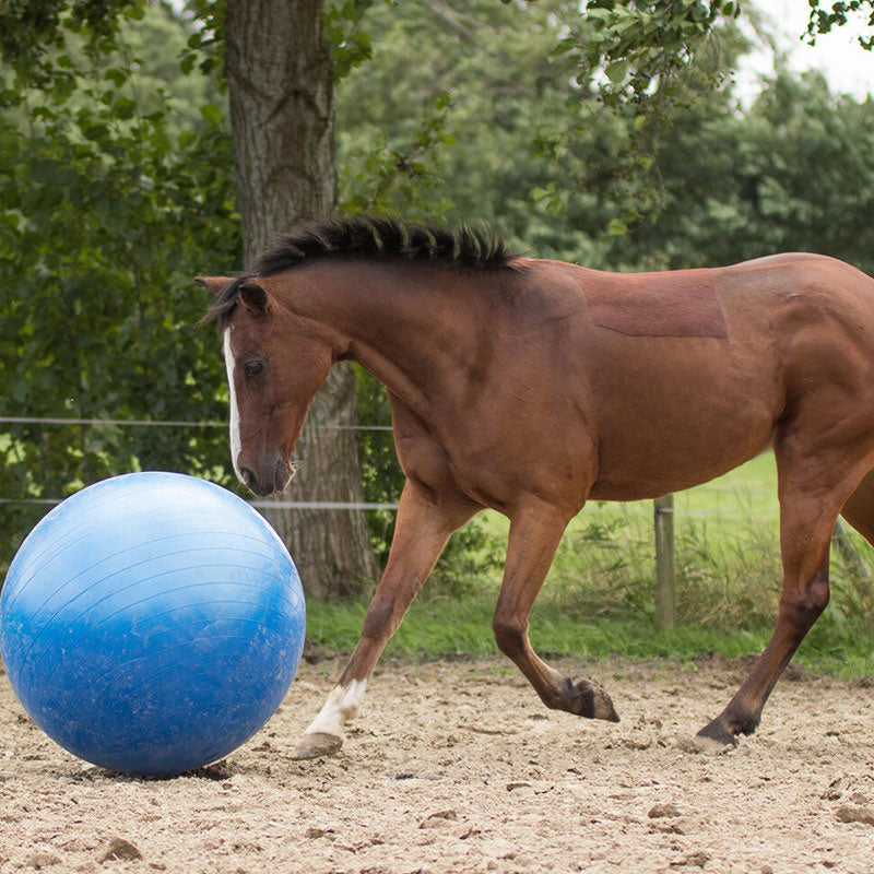 Paardenvoetbal